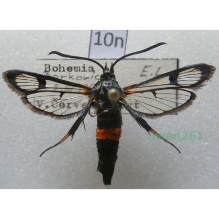 Synanthedon culiciformis (Linnaeus, 1758) Czech10n